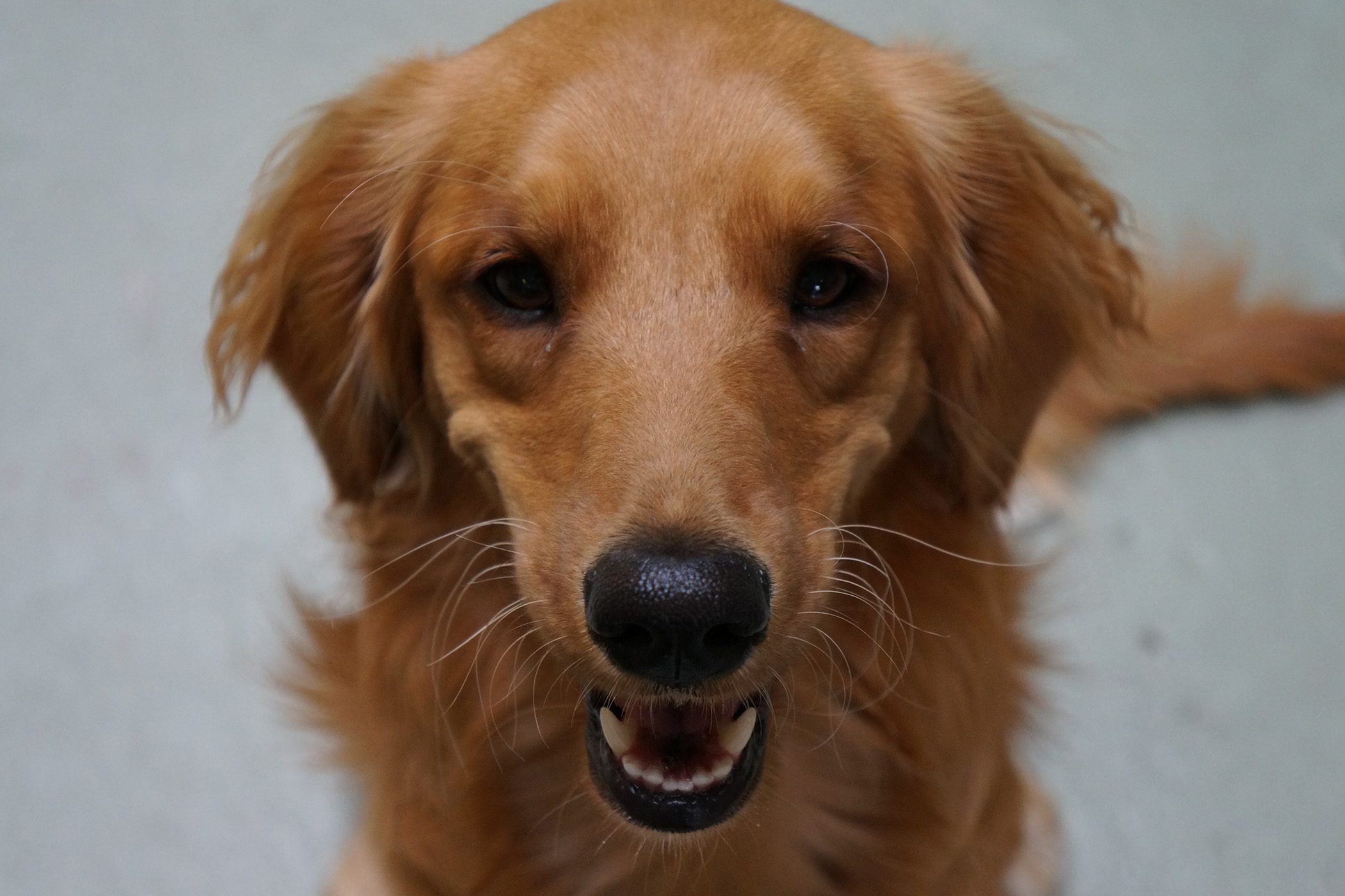 Golden Retriever at Just Pet Me Oakland