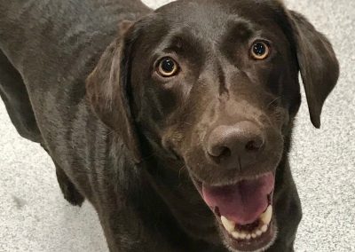Black Lab at Just Pet Me Oakland daycare